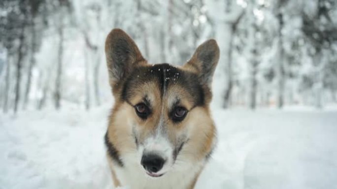 有趣而好奇的三色彭布罗克威尔士柯基狗冬天在公园的深雪中走到户外，寻找一些东西并嗅探