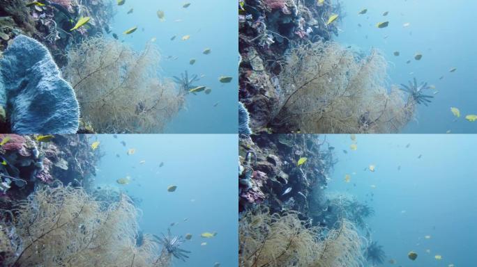 水下珊瑚礁和热带鱼。菲律宾莱特
