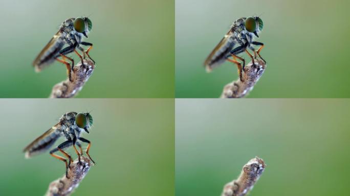 强盗飞视觉创意微距实拍展示苍蝇