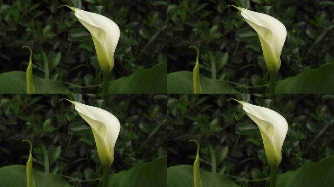 在一个绿色的春天花园里，一朵白色的马蹄莲
