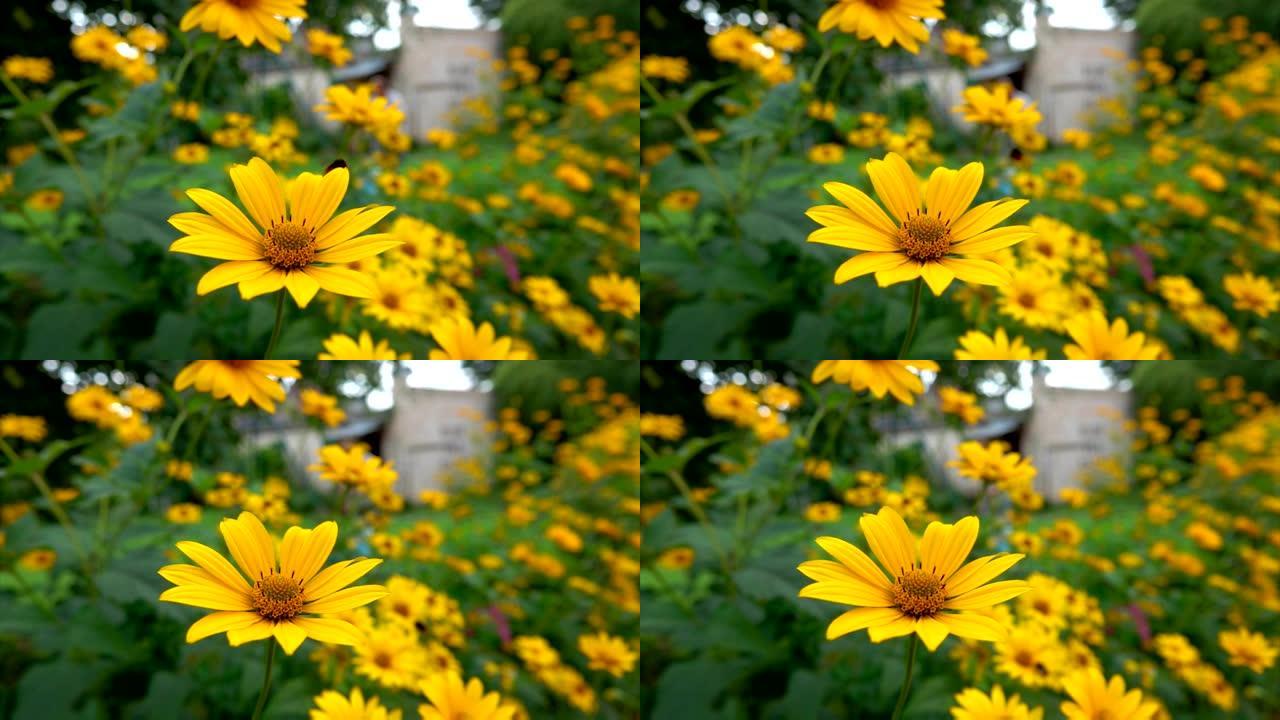 大黄蜂收集花粉并飞越明亮的黄色花朵