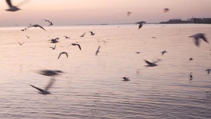 日落时分，一群海鸥在港口周围飞来飞去。海滨。黄金时段。暮色