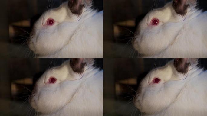 红色眼睛的白色可爱兔子，特写