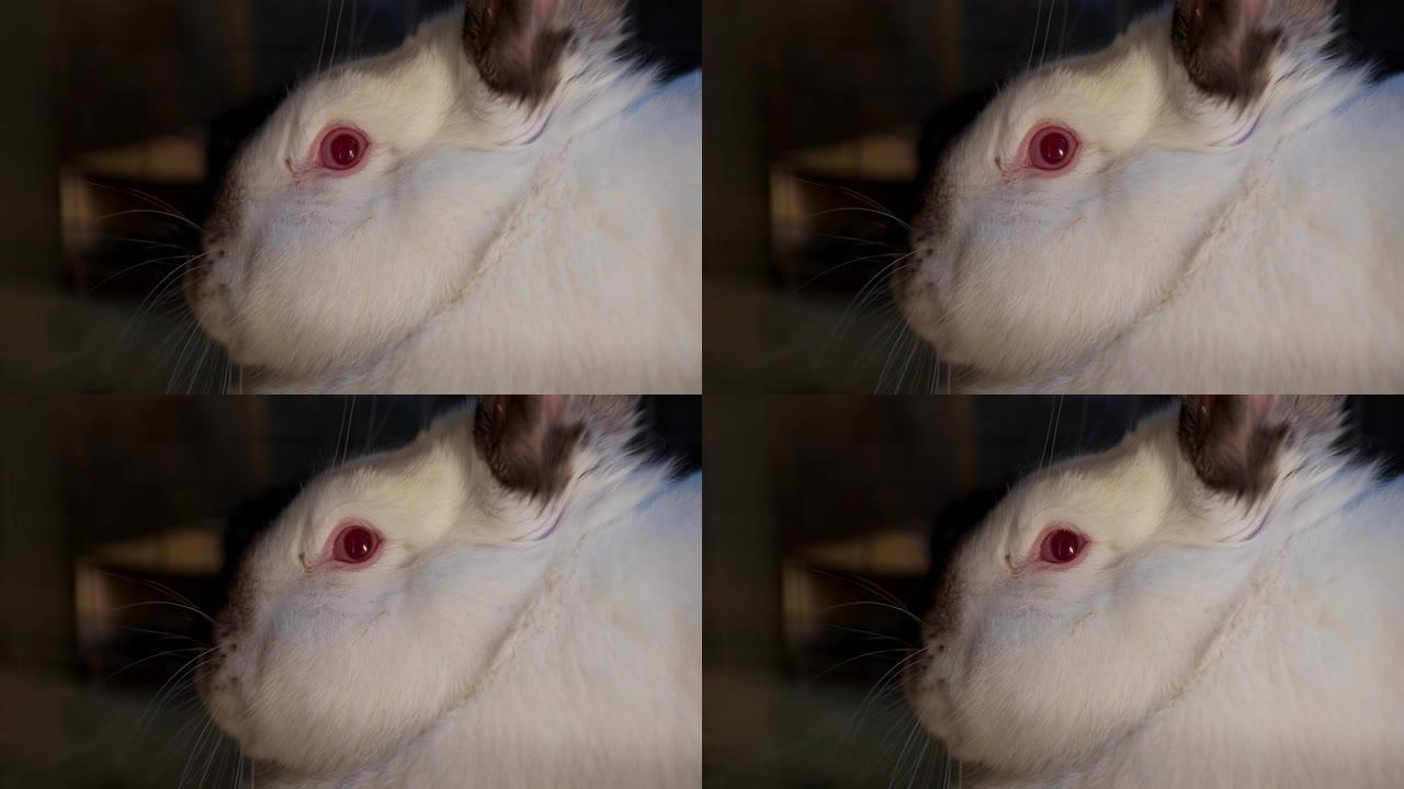 红色眼睛的白色可爱兔子，特写