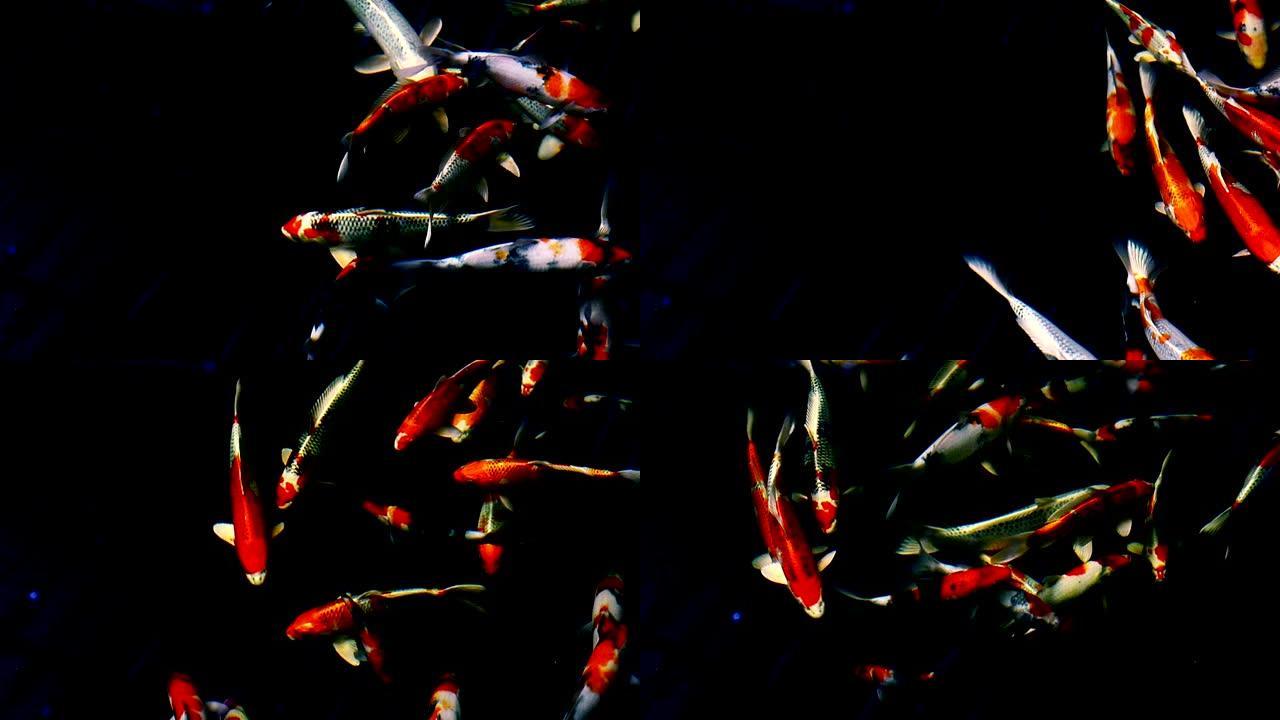 日本锦鲤鱼在水上花园游泳，花式鲤鱼，锦鲤鱼，锦鲤鱼在池塘游泳。孤立背景是黑色。花式鲤鱼或锦鲤鱼是红色