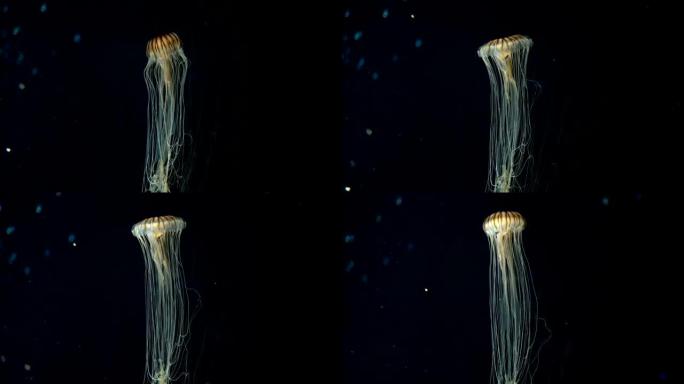 在水下发光的水母chrysaora pacifica