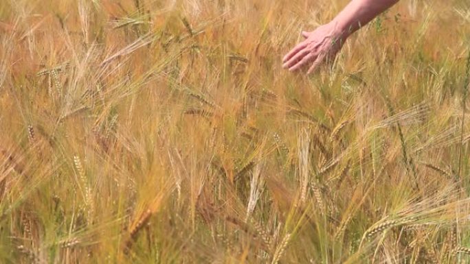 夏季成熟的大麦田丰收收割小麦地