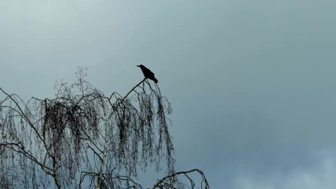 风中的乌鸦鸟