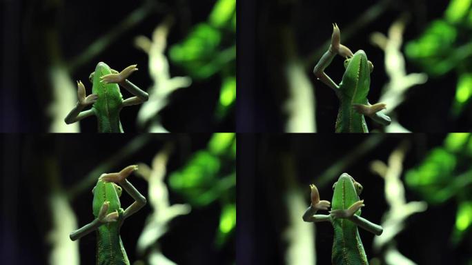 丛林场景中的少年面纱变色龙 (Chameleo calyptratus)。