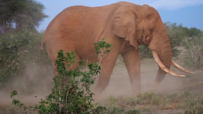 肯尼亚Tsavo西部国家公园的漫游大象群