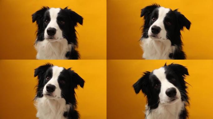 有趣的工作室肖像可爱的smilling小狗边境牧羊犬孤立在黄色背景。新的可爱的家庭成员小狗凝视和等待