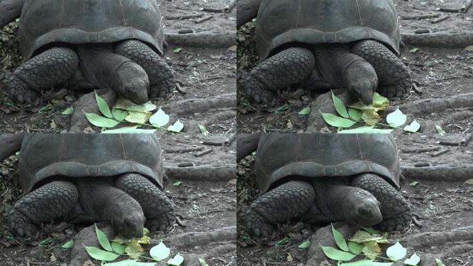 乌龟吃绿叶。