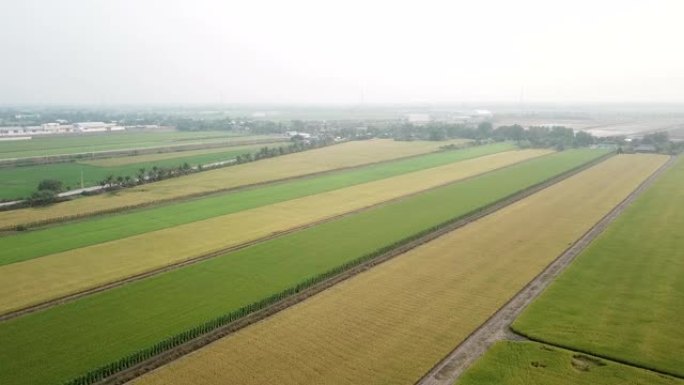 稻田的鸟瞰图万亩良田希望田野田地田园