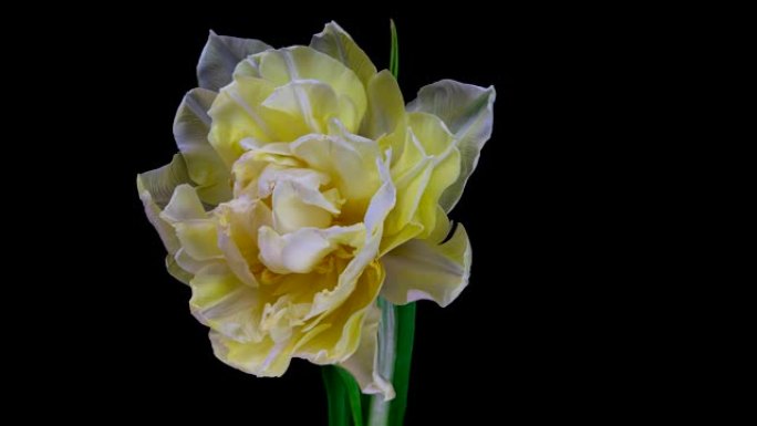 黑色背景上盛开的白色郁金香花的延时。