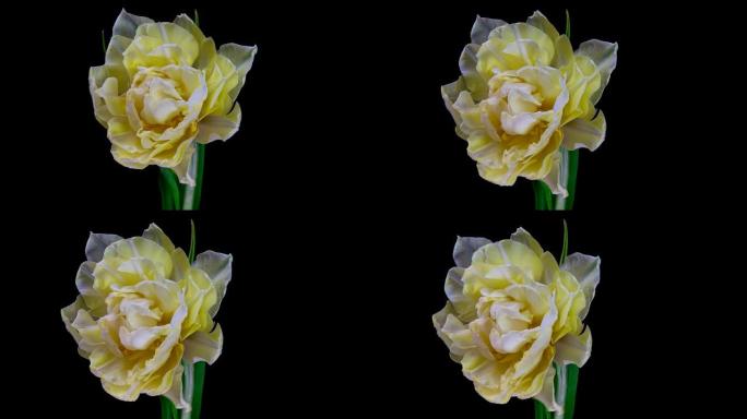 黑色背景上盛开的白色郁金香花的延时。