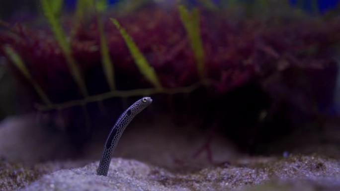 从海底升起的斑点花园鳗鱼