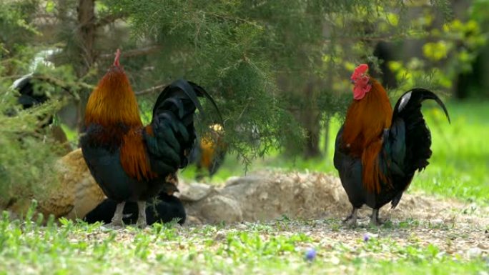 两只斑驳的公鸡和鸡在绿草上行走