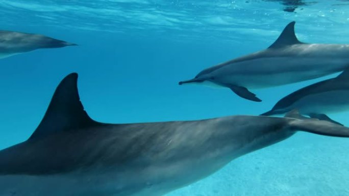 海豚家族非常靠近，在蓝色水面下缓慢游泳。慢动作，特写，水下镜头。非洲埃及马萨阿拉姆的红海旋转海豚 (