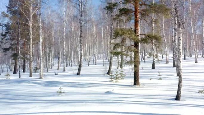 在带有桦树林和小型枞树的冬季雪林中进行空中横向射击