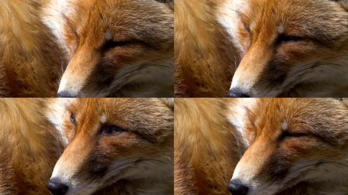 红狐狸特写狐狸脸慢动作