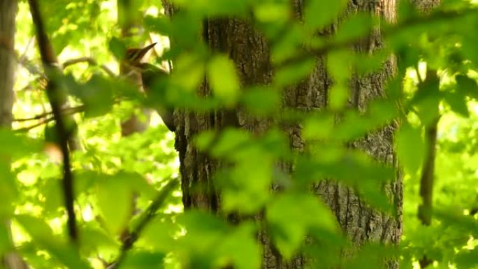 晴天，啄木鸟栖息在树侧的隐藏视图