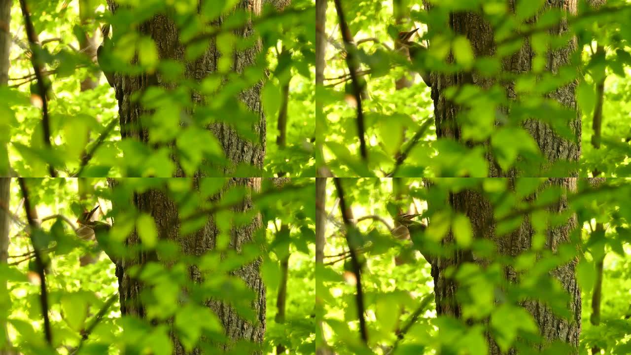 晴天，啄木鸟栖息在树侧的隐藏视图
