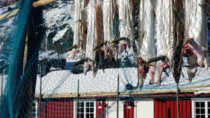 在正宗的传统渔村干燥鳕鱼鳕鱼，冬季挪威罗弗滕群岛的背景是传统的红色rorbu房屋