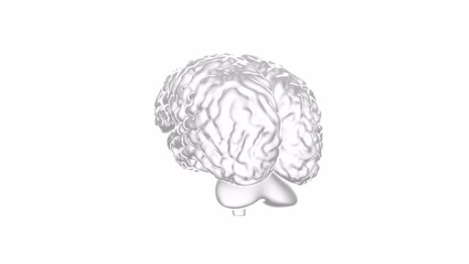 人脑3D，无缝循环