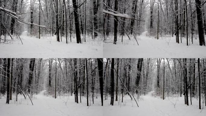 走在森林里的雪道上。