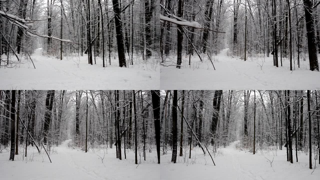 走在森林里的雪道上。