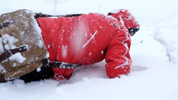 疲倦的旅行者或登山者正试图从雪山下走出来。一个在雪地里爬行的人。