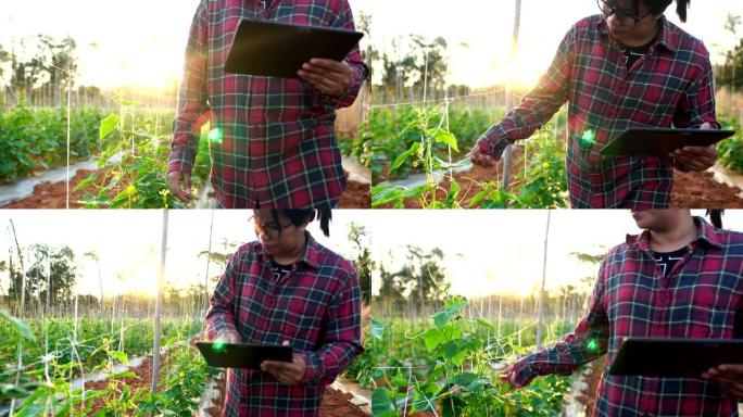 智慧农业与科技概念: 亚洲女农夫在田间带著数位平板电脑