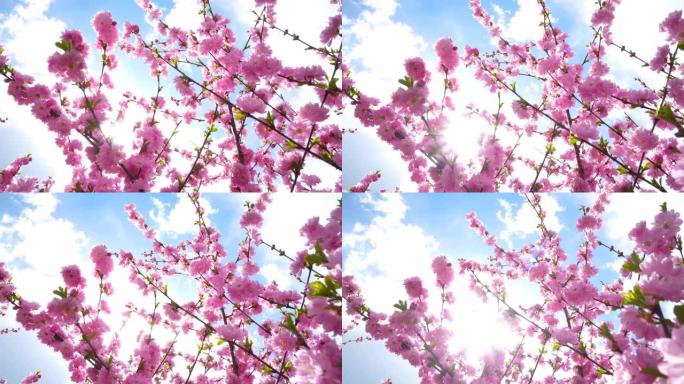 蓝色天空和柔和光线背景的树枝上的粉红色樱桃花