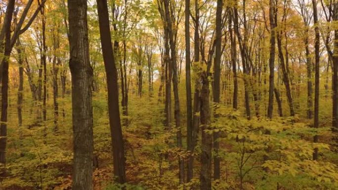 沉浸式森林移动序列显示初秋季节的黄色树木