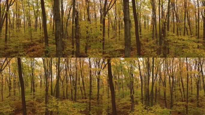 沉浸式森林移动序列显示初秋季节的黄色树木