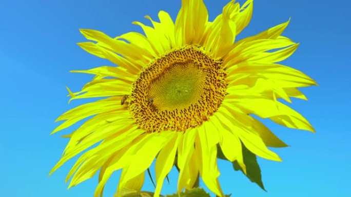 蜜蜂在田野里从向日葵上采集花粉。向日葵领域。向日葵在风中摇曳。
