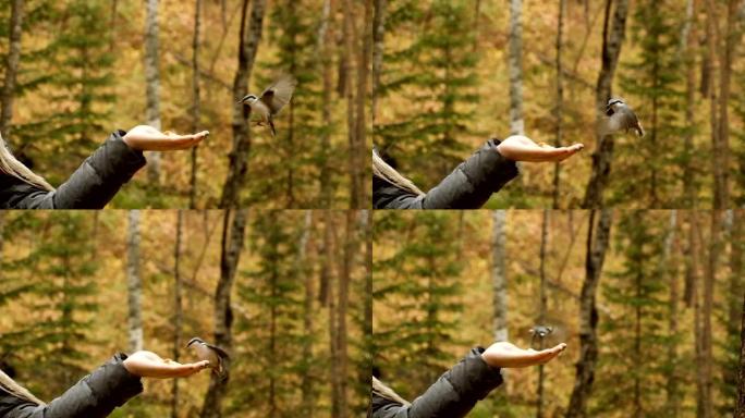 一只好奇的小鸟在自然公园从一个年轻女子的手中吃面包的特写镜头。