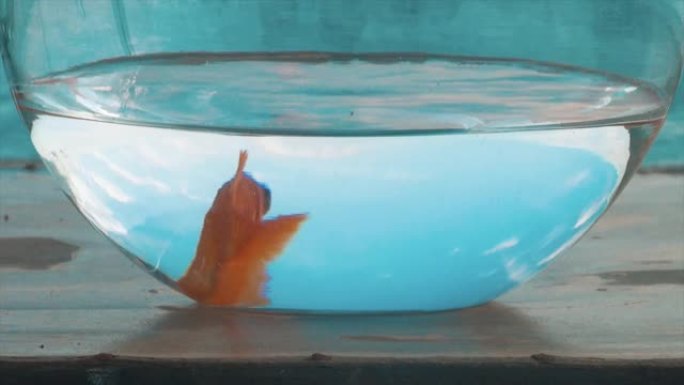 水族馆里的金鱼。水碗，红色，橙色宠物，
