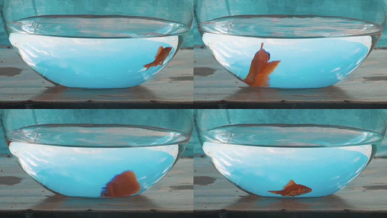 水族馆里的金鱼。水碗，红色，橙色宠物，