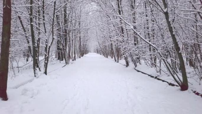 白雪覆盖的路边树木