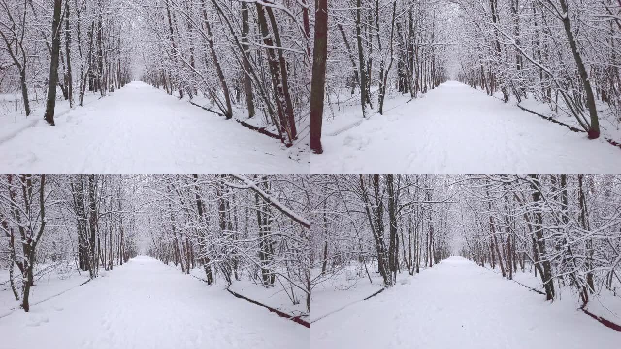 白雪覆盖的路边树木
