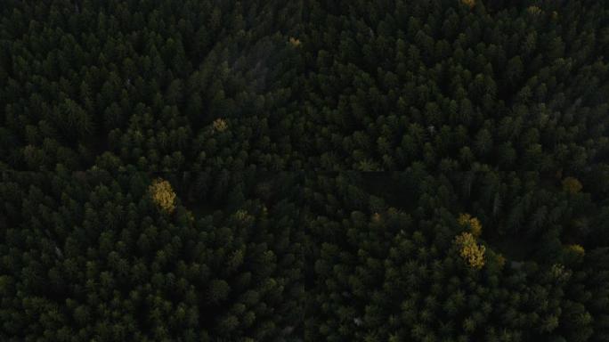 飞越美丽的绿色森林。高质量的空中无人机拍摄绿树，