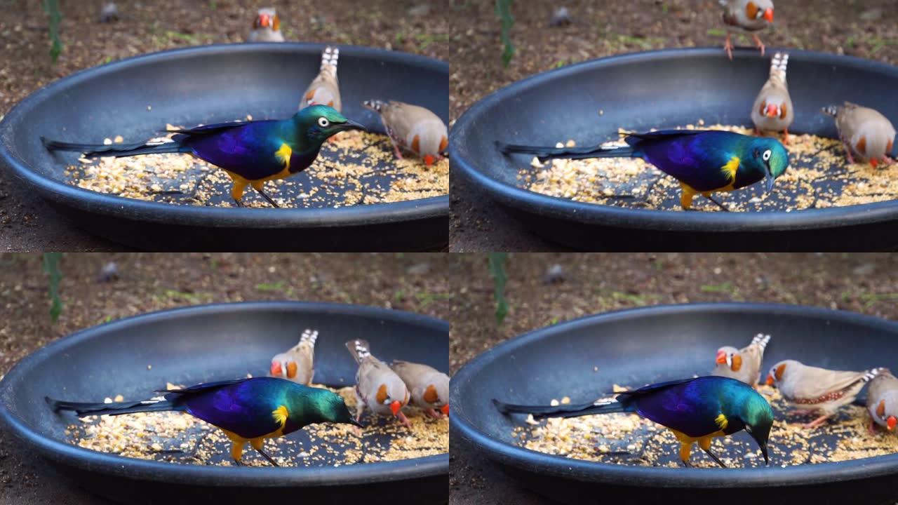 皇家八哥吃种子的特写镜头，来自非洲的热带鸟类