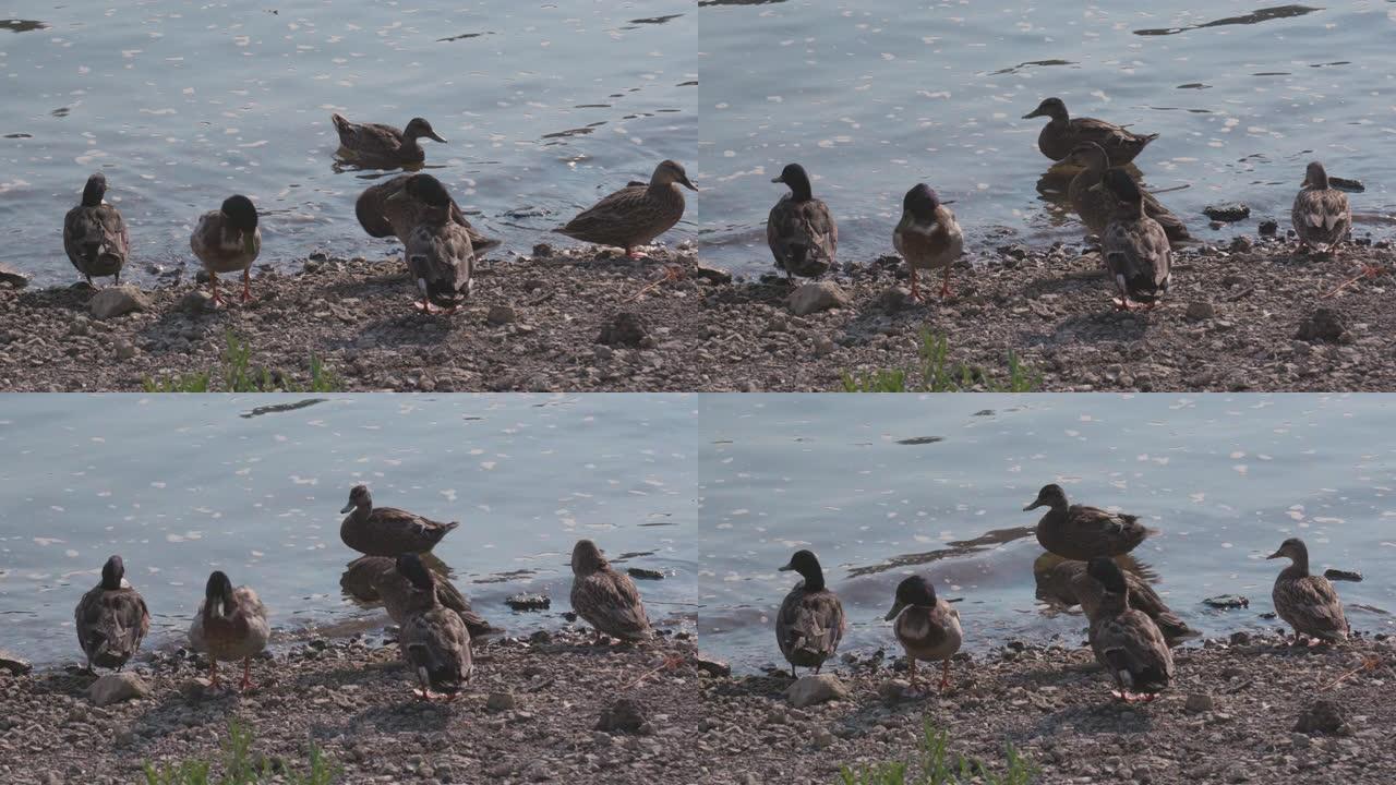 多只鸭子沿河上岸鸭子河流