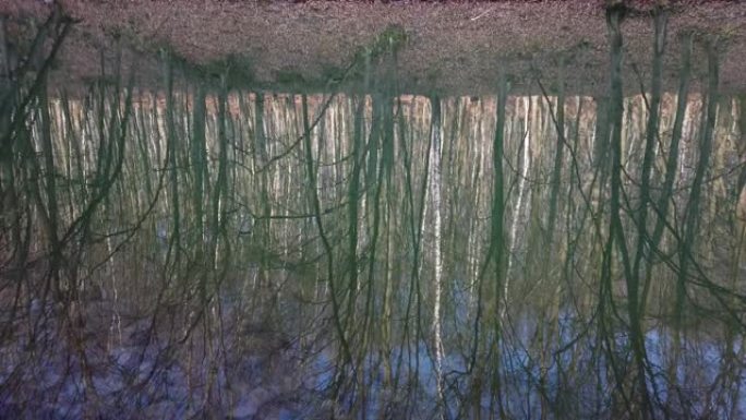 池塘里树木的倒影。