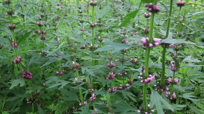 Leonurus sibiricus，常见的益母草，蜜草或西伯利亚益母草，是一种草本植物，原产于中国