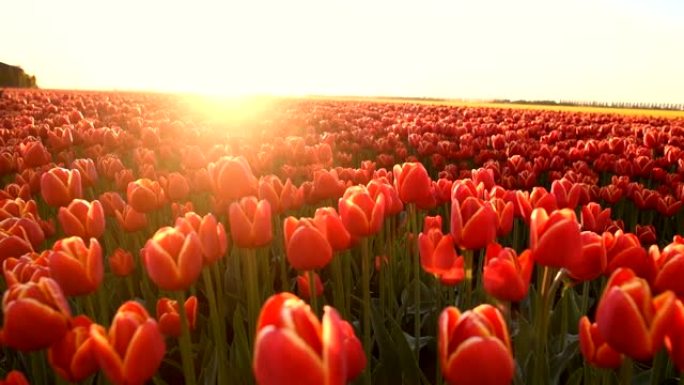 荷兰春季在田间生长的红色郁金香