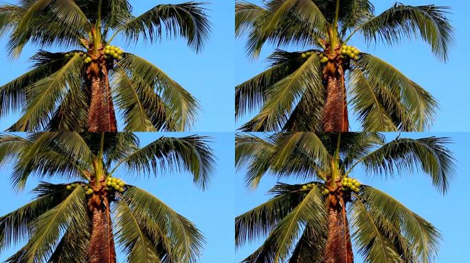 椰子树随风移动大树树木