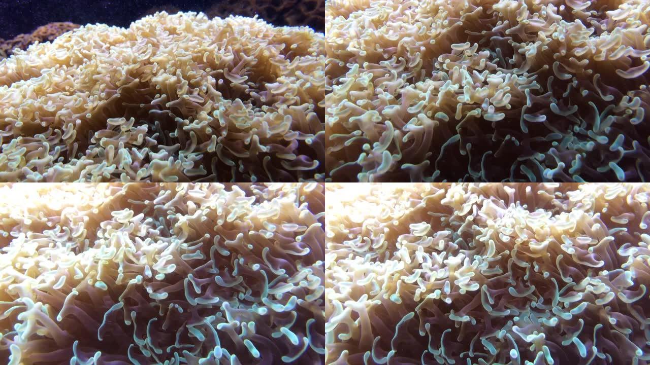 水下珊瑚珊瑚