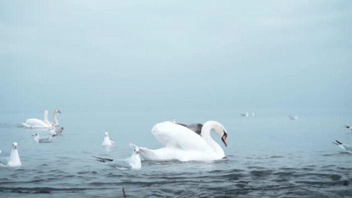 波罗的海上的天鹅波罗的海上的天鹅